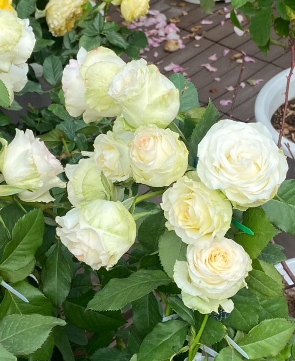 White Jumilia Rose丨Your roses
