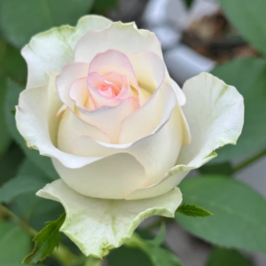 White Jumilia Rose丨Your roses