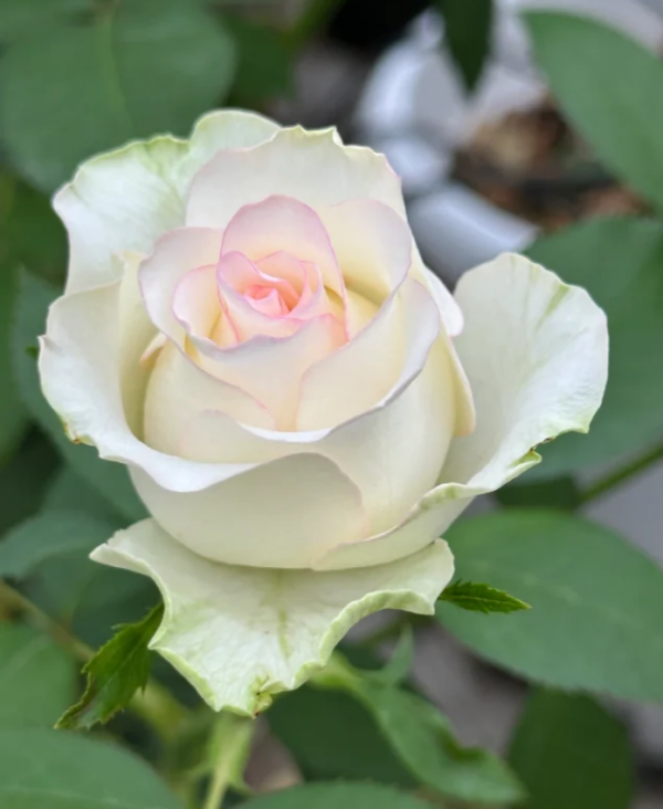 White Jumilia Rose丨Your roses