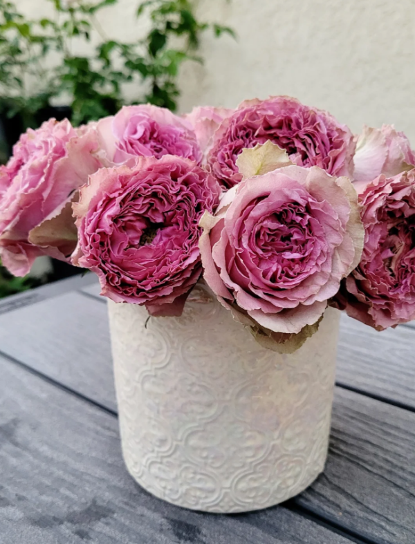 Wild Moments Rose丨Your roses