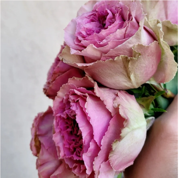 Wild Moments Rose for sale丨Your roses