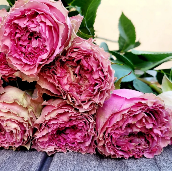 Wild Moments Rose丨Your roses