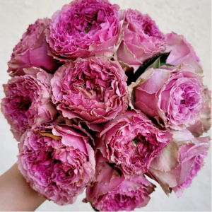 Wild Moments Rose plant丨Your roses