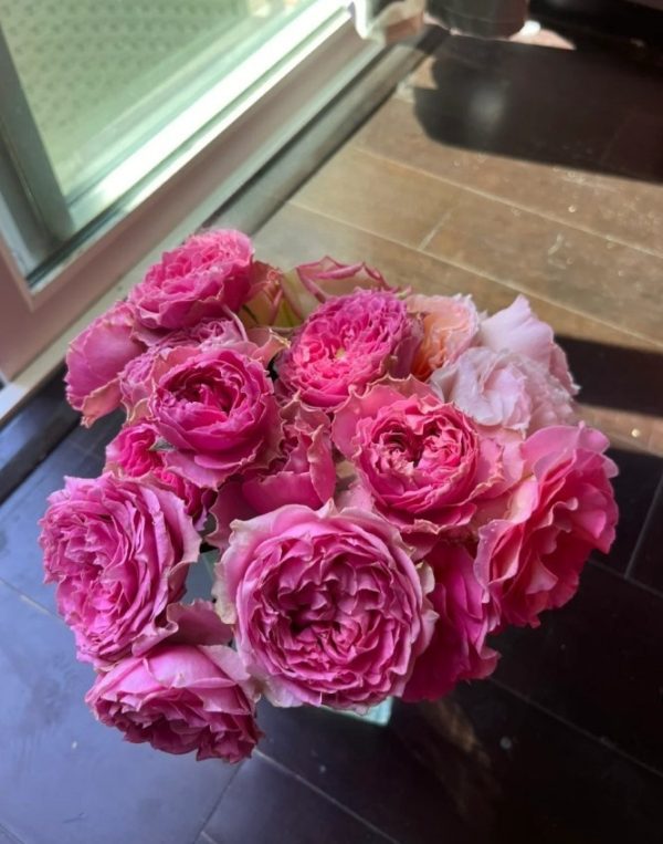 Wild Moments Rose丨Your roses