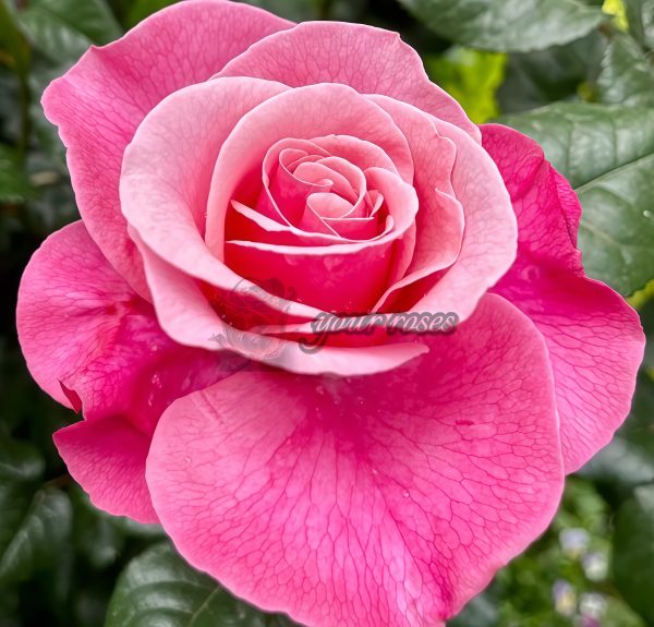 Wildberry Rose for sale丨Your roses