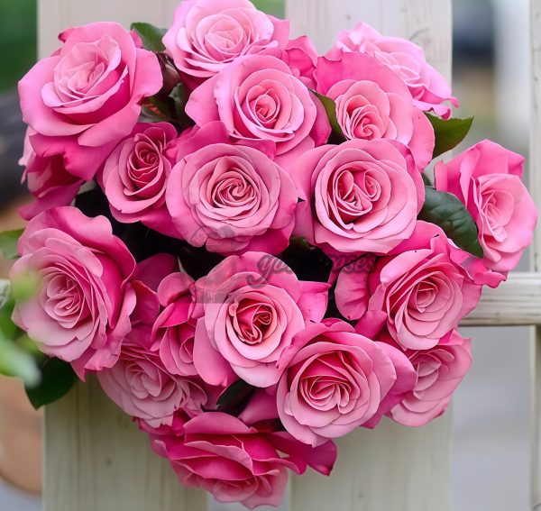 Wildberry Rose plant丨Your roses