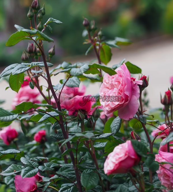 Wildberry Rose丨Your roses