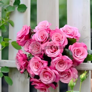 Wildberry Rose丨Your roses