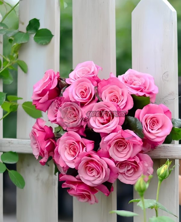Wildberry Rose丨Your roses