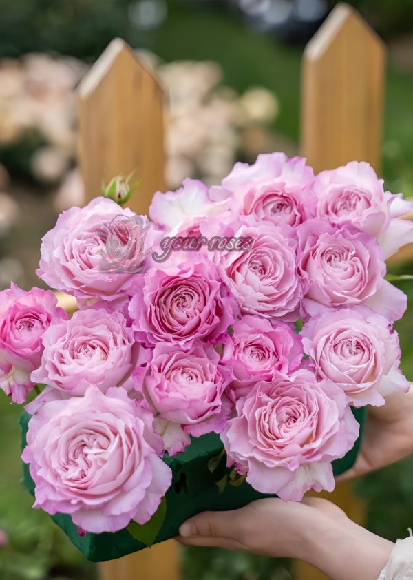 Xinyuan Xueqing Rose for sale丨Your roses
