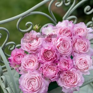 Xinyuan Xueqing Rose丨Your roses