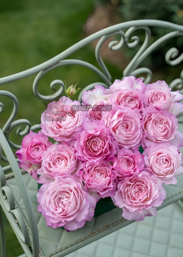 Xinyuan Xueqing Rose丨Your roses