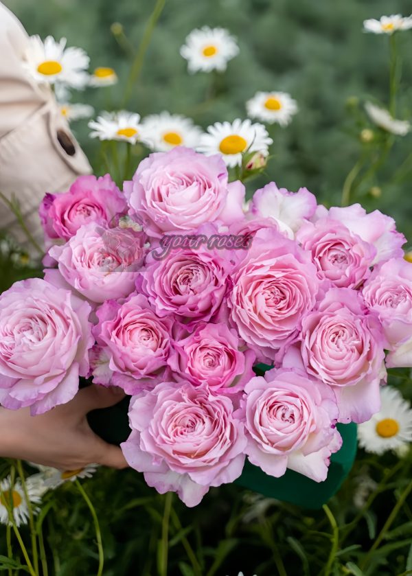 Xinyuan Xueqing Rose丨Your roses