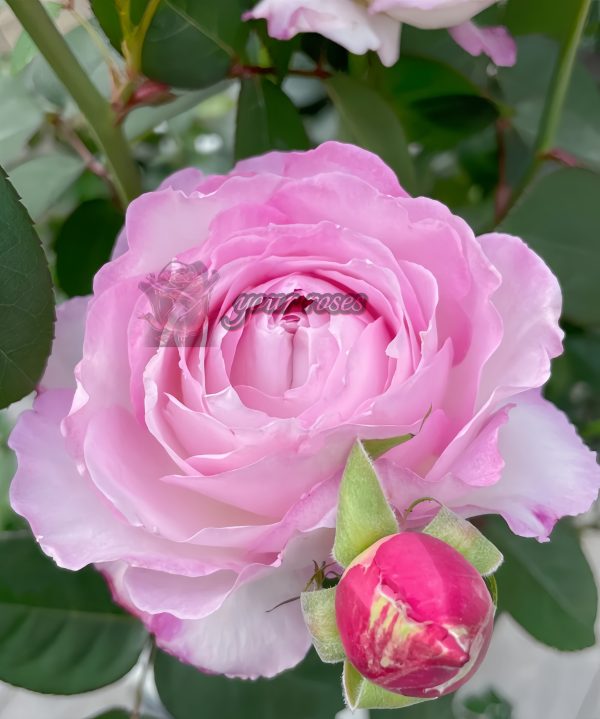 Xinyuan Xueqing Rose plant丨Your roses