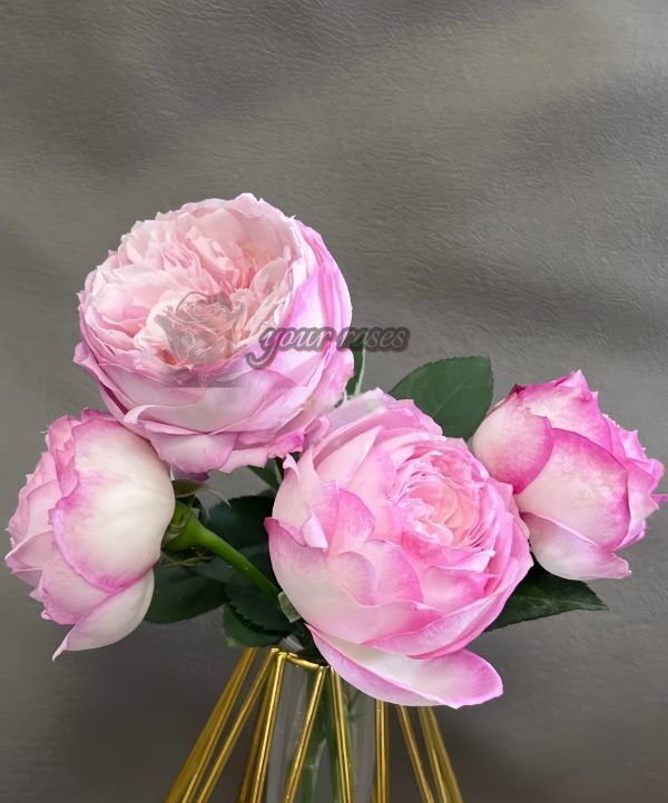 Xinyuan Xueqing Rose丨Your roses