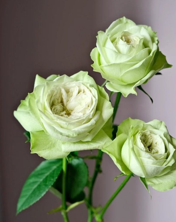 Yagi Green Rose for sale丨Your roses