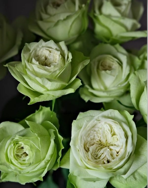 Yagi Green Rose丨Your roses