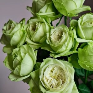 Yagi Green Rose丨Your roses