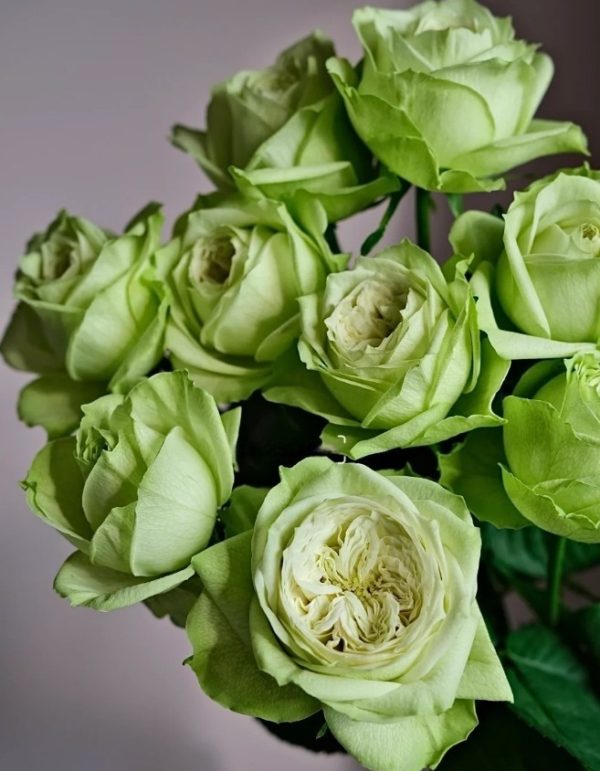 Yagi Green Rose丨Your roses