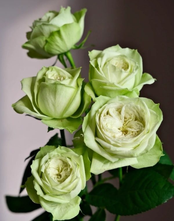 Yagi Green Rose plant丨Your roses