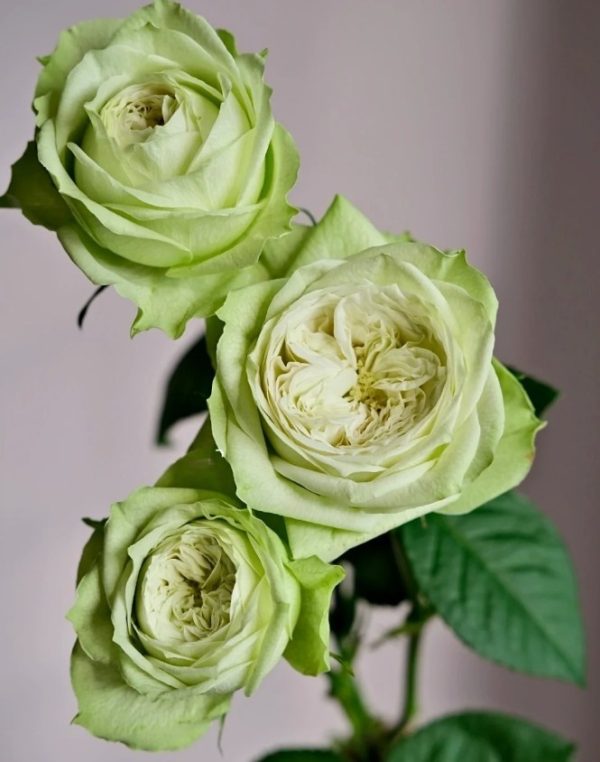 Yagi Green Rose丨Your roses
