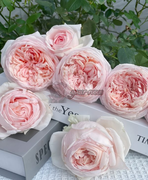 Yanzi Rose丨Your roses