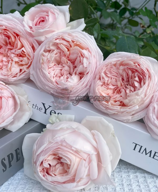 Yanzi Rose丨Your roses