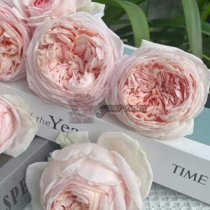 Yanzi Rose for sale丨Your roses