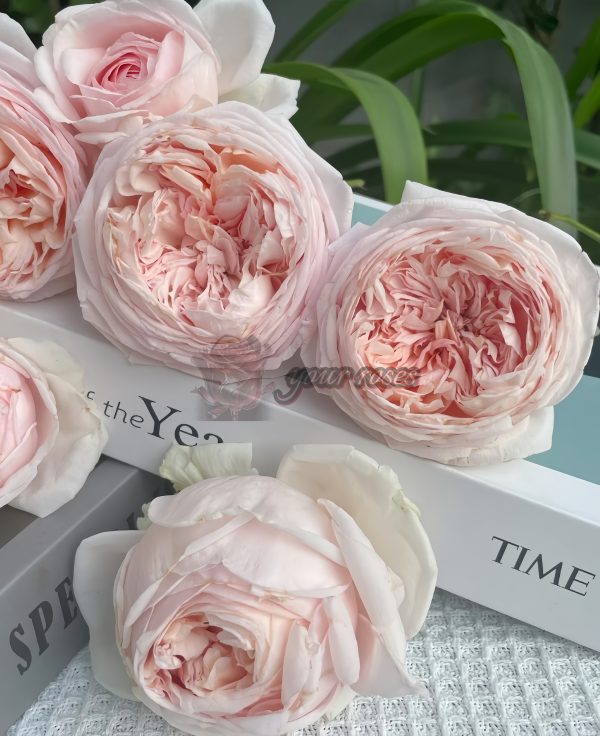 Yanzi Rose for sale丨Your roses