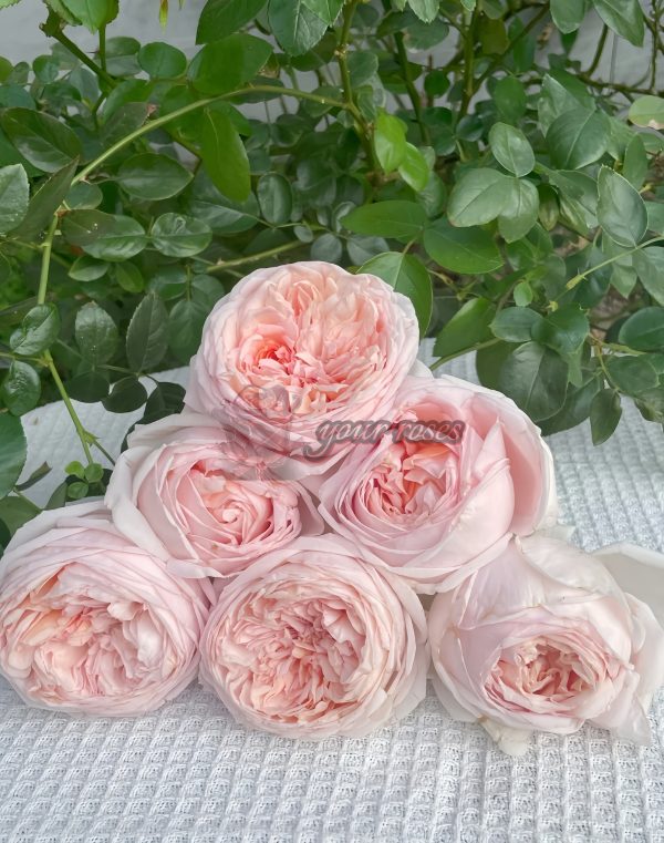 Yanzi Rose plant丨Your roses