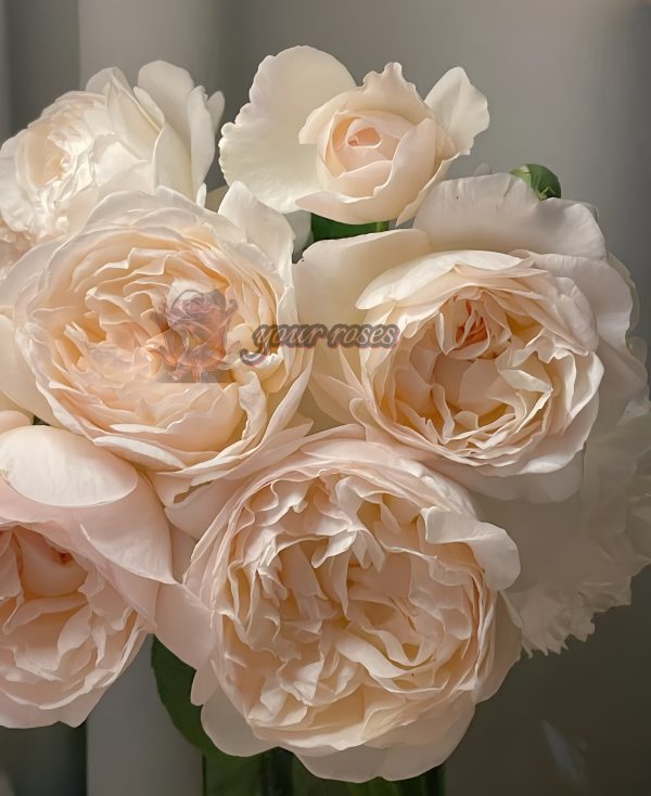 Yue long sha Rose plant丨Your roses