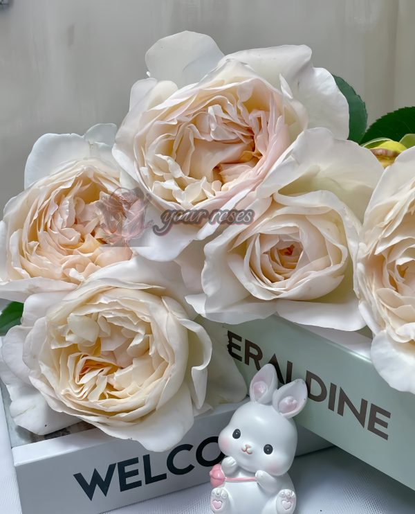 Yue long sha Rose丨Your roses