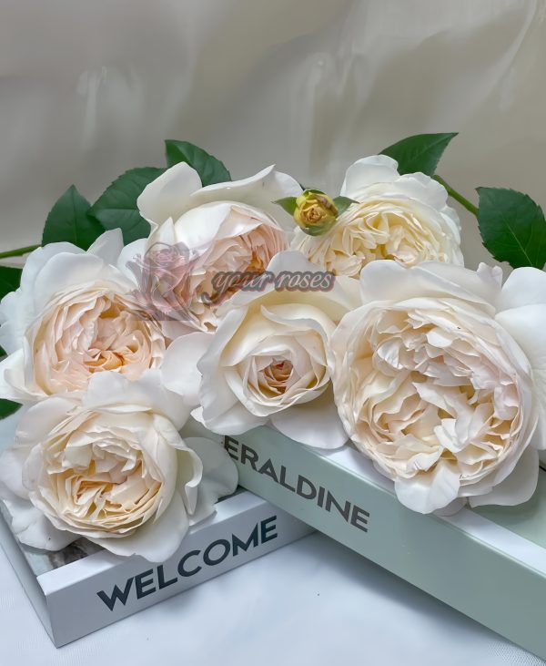 Yue long sha Rose丨Your roses