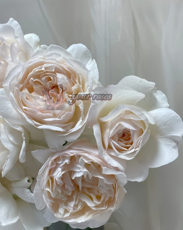 Yue long sha Rose for sale丨Your roses