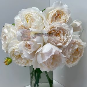 Yue long sha Rose丨Your roses