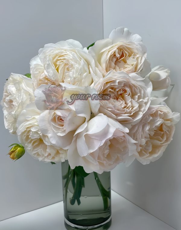 Yue long sha Rose丨Your roses