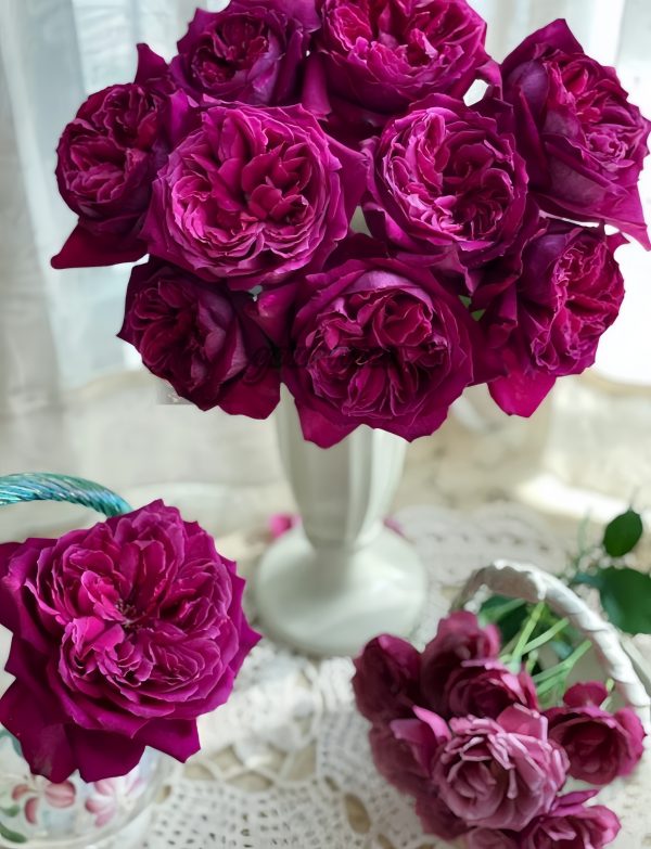 Yuji Rose丨Your roses