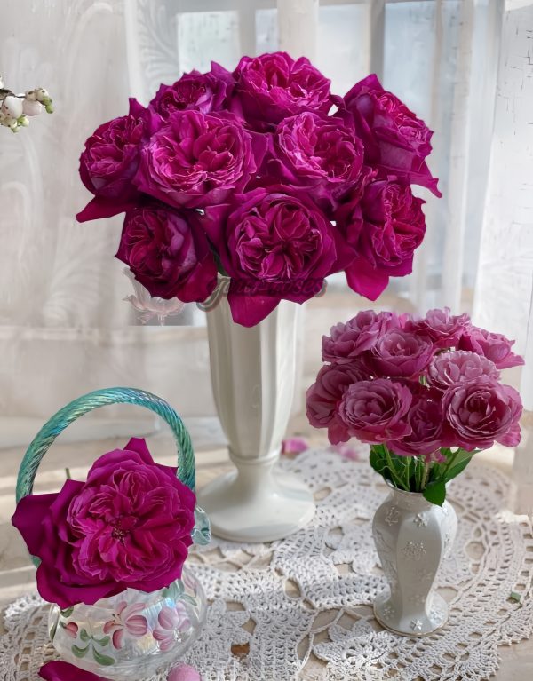 Yuji Rose for sale丨Your roses