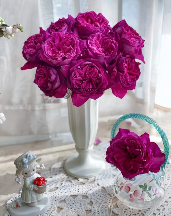 Yuji Rose丨Your roses
