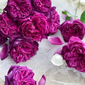 Yuji Rose plant丨Your roses
