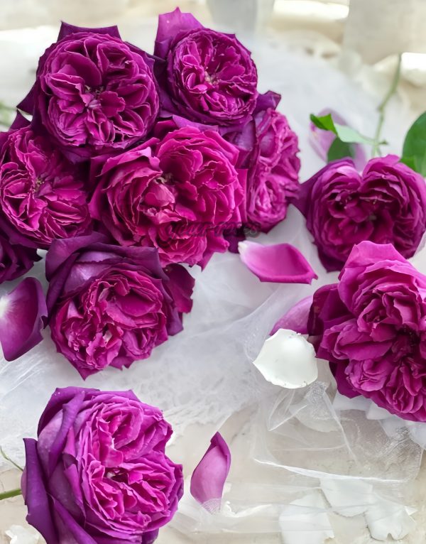 Yuji Rose plant丨Your roses