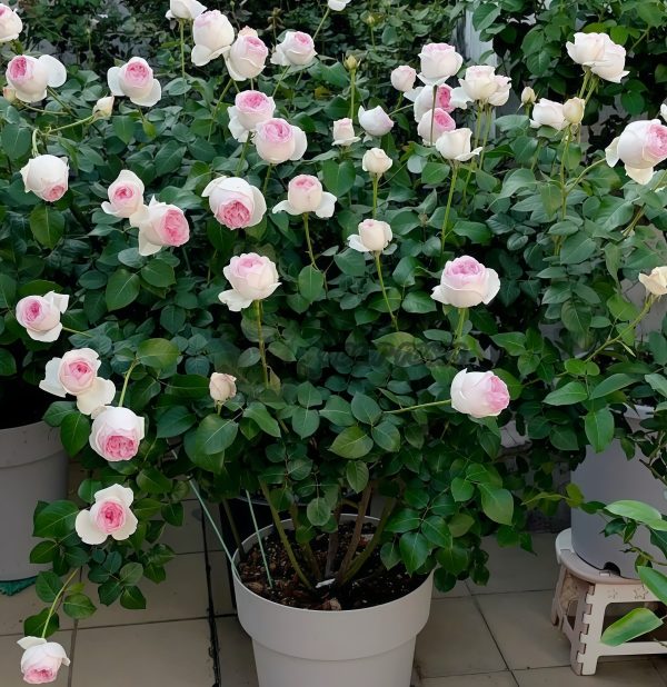Yves Otome heart Rose丨Your roses