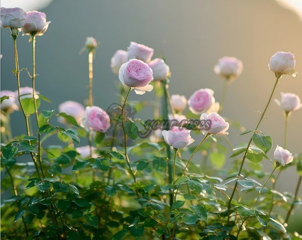 Yves Otome heart Rose plant丨Your roses