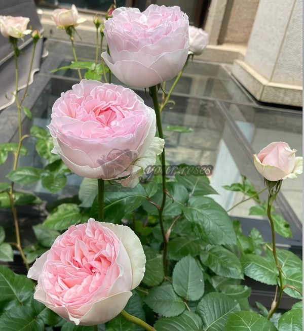 Yves Otome heart Rose丨Your roses