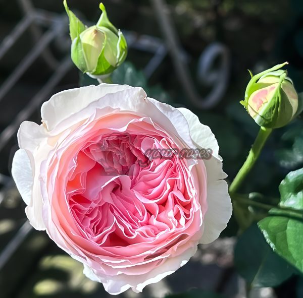 Yves Otome heart Rose丨Your roses