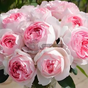 Yves Otome heart Rose for sale丨Your roses
