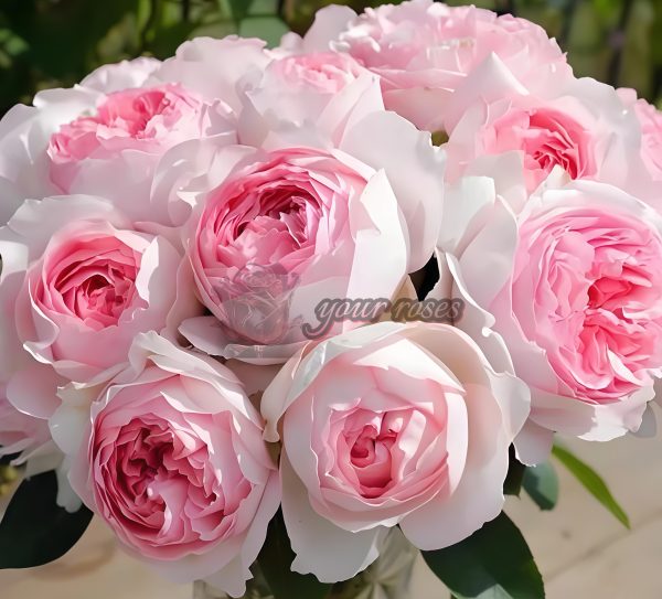 Yves Otome heart Rose for sale丨Your roses