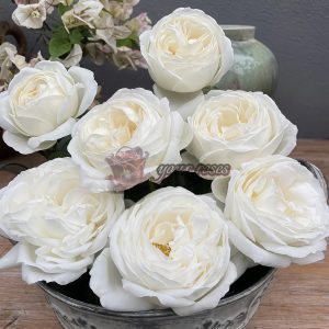Yves Wedding Road Rose丨Your roses