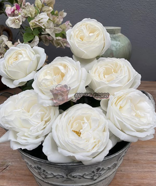 Yves Wedding Road Rose丨Your roses
