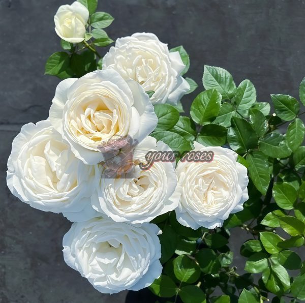 Yves Wedding Road Rose for sale丨Your roses